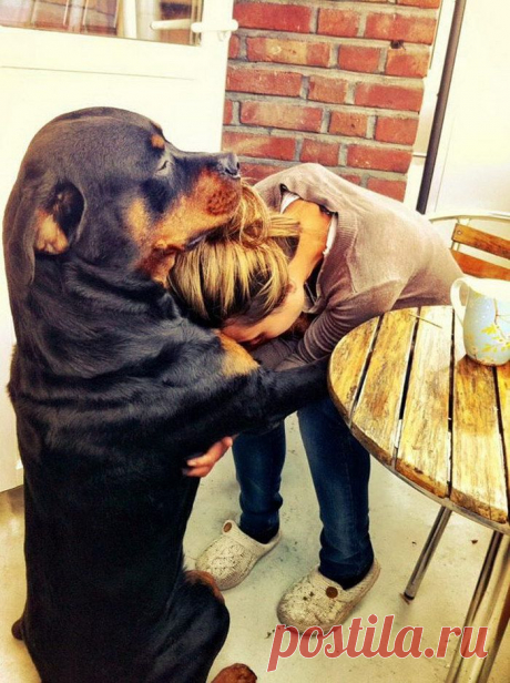 Собаки-обнимаки. Любящие собаки обнимают своих хозяев