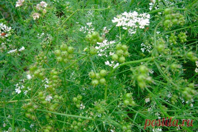 Лекарственное растение Кориандр посевной (Coriandrum sativum). Однолетнее растение высотой 20-60 см. Незрелые плоды, а также свежие растения неприятно пахнут клопами. Цельные городчатые прикорневые листья вскоре вянут. Стеблевые листья дважды- или триждыперистые, нижние с яйцеобразными сегментами, верхние с линейными листочками.