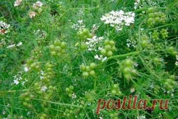 Лекарственное растение Кориандр посевной (Coriandrum sativum). Однолетнее растение высотой 20-60 см. Незрелые плоды, а также свежие растения неприятно пахнут клопами. Цельные городчатые прикорневые листья вскоре вянут. Стеблевые листья дважды- или триждыперистые, нижние с яйцеобразными сегментами, верхние с линейными листочками.