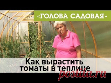 Голова садовая - Как вырастить томаты в теплице