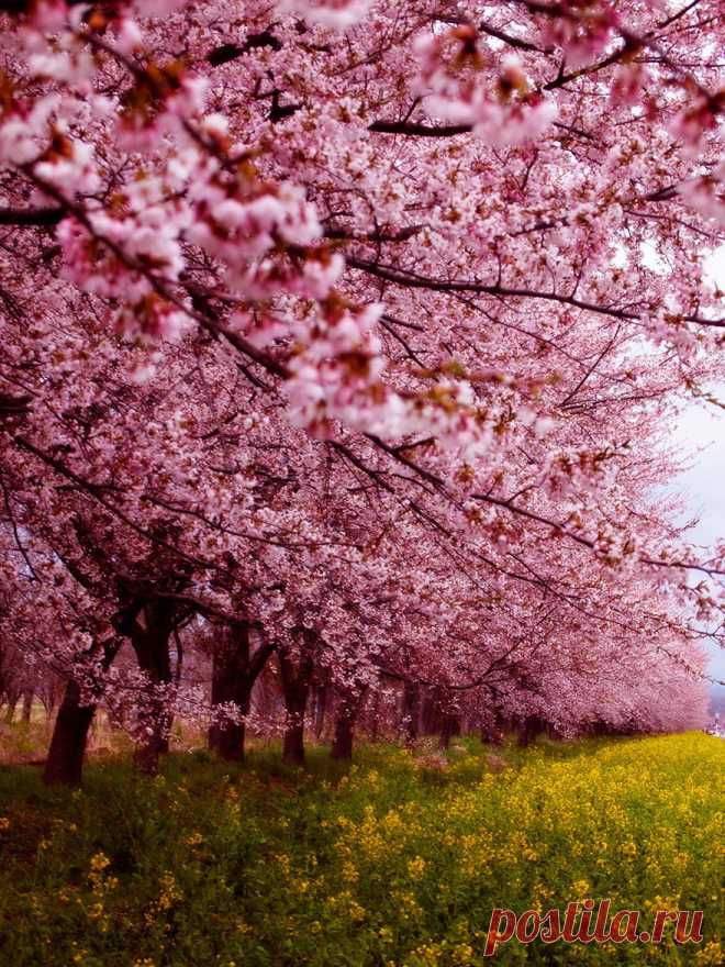 Цветение сакуры: лучшие фото прошедшего сезона – Woman Delice