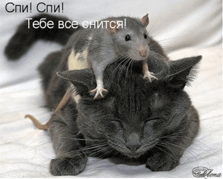 Прикол с кошкой и мышкой - Животные анимация - Анимация - Галерея картинок и фото