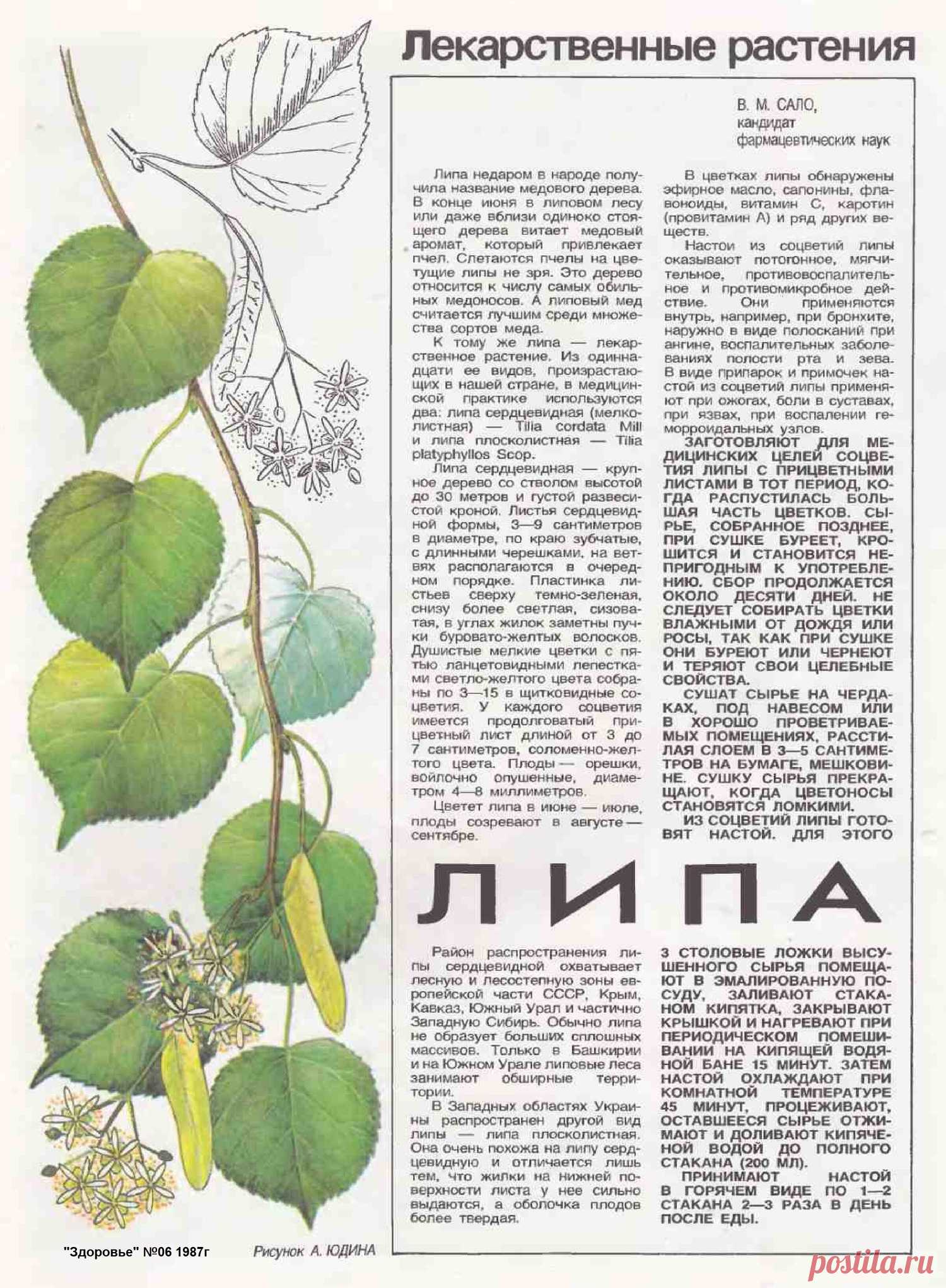 Липа