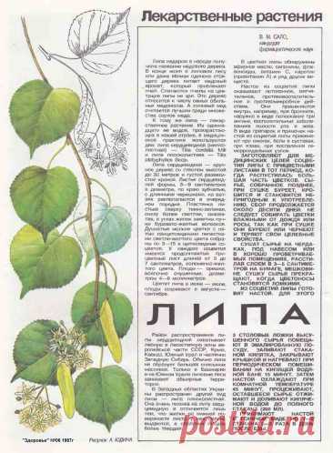 Липа
