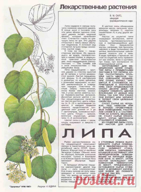 Липа