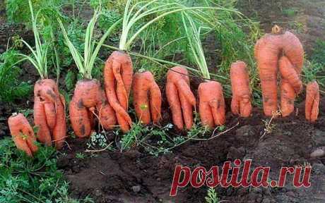 СТАНИСЛАВ САДАЛЬСКИЙ - У каждой тусовки - свои морковки.
