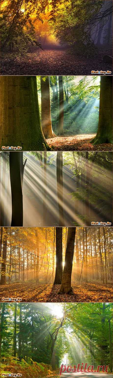 Съемка в лесу. Как фотографировать лес?