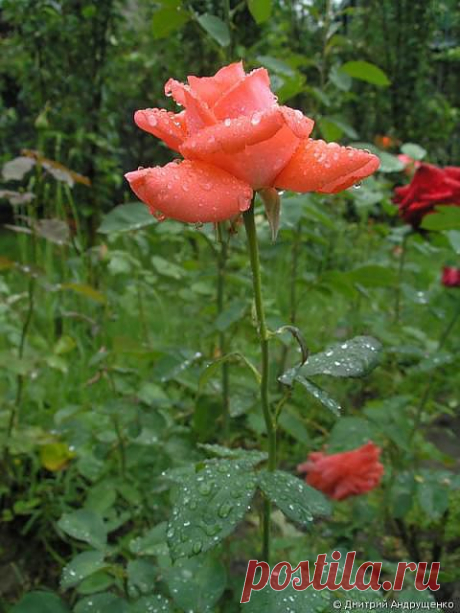 Красивые цветы, красивые цветы картинки, цветы фото розы букеты - Роза в саду - скачать обои цветов, картинки на рабочий стол бесплатно
