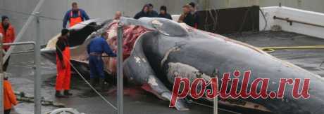 Avaaz - Остановите убийцу китов