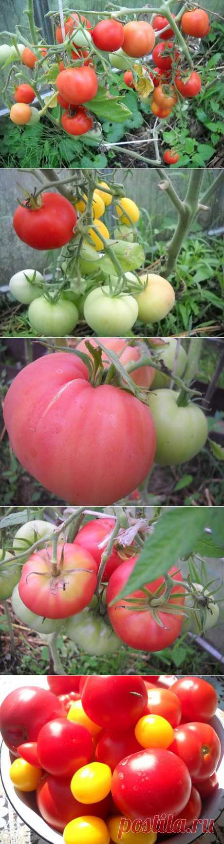 Про любимые помидоры!
