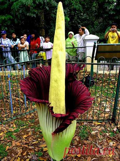 САМЫЙ ВОНЮЧИЙ ЦВЕТОК В МИРЕ - АМОРФАЛЛУС
Тропический цветок аморфофаллус титанический является одним из самых знаменитых растений в мире: во-первых, он имеет гигантские размеры (длина листа и соцветия может достигать трех метров, а клубнелуковица весит более 50 килограммов и считается самой крупной в мире), а во-вторых, он ужасно воняет. 
В аромате огромного цветка родом с Суматры сочетаются запахи разлагающегося животного, тухлых яиц и рыбы. За это растение получило прозв...