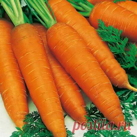 Как вырастить вкусную морковь? Часть первая: эффективная посевная. | Клумба, сад и огород | Яндекс Дзен