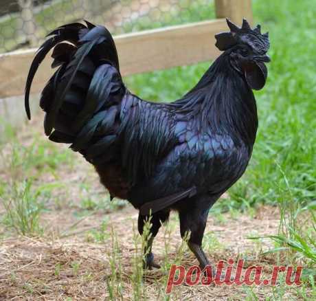 На Яве в Индонезии живут абсолютно черные курицы породы Ayam Cemani  (с)