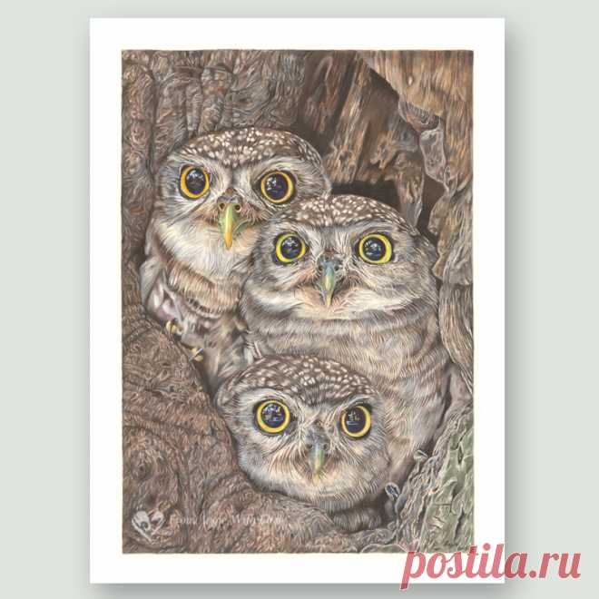 Fledging Day - Little Owl wildlife art print by pencil artist Angie Buy limited edition prints and original wildlife art by UK pencil artist Angie, including delightful Little Owl portrait 'Fledging Day'. Secure online ordering.