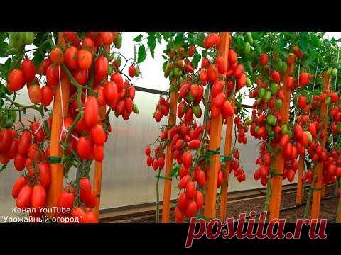 ВЫ ПРОСТО ОБЯЗАНЫ ПОСАДИТЬ ЭТОТ ТОМАТ У СЕБЯ НА УЧАСТКЕ! ТОМАТ НОВИНКА ДЖЕК ПОТ