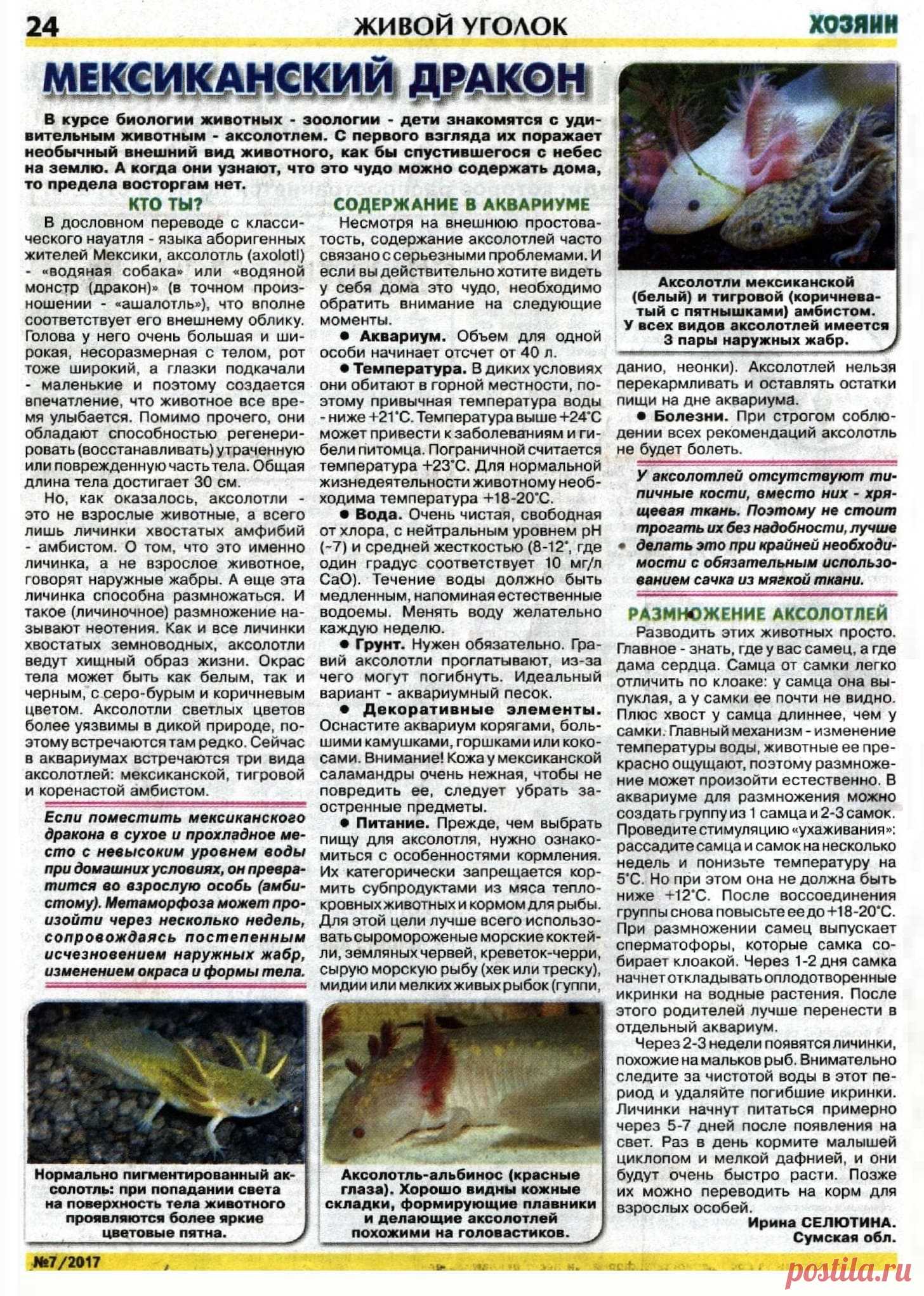 Аксолотль - мексиканский дракон