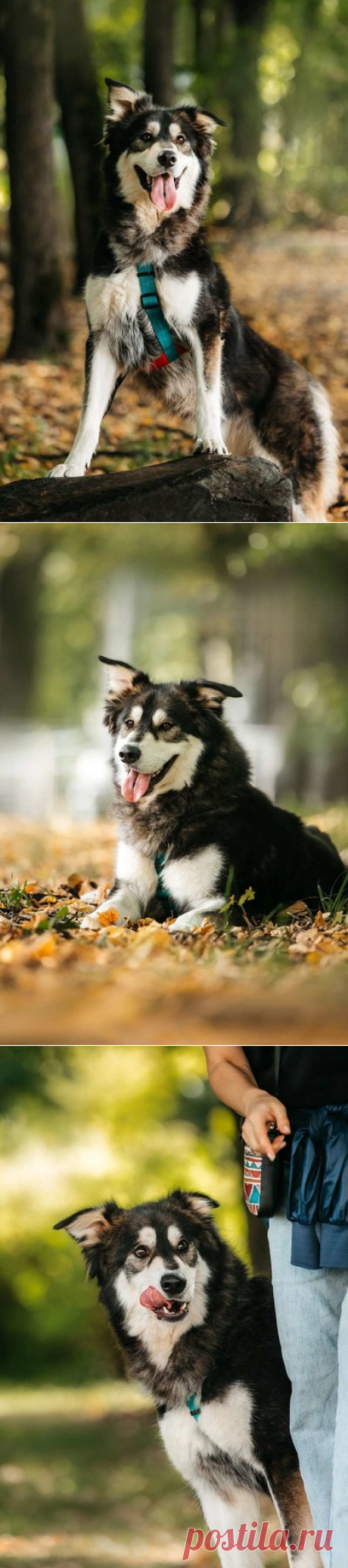 Метис маламута Берт в поисках лучшей семьи. Москва и МО – Животные ищут дом, пользователь Юлия Бельская | Группы Мой Мир