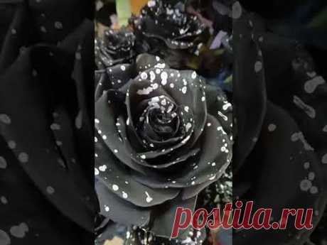 Как вам такие розы? #розы #розычерные #букетизроз #флористика