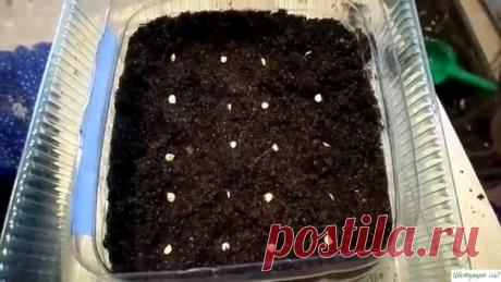 Как правильно подготовить семена сладкого перца к высадке