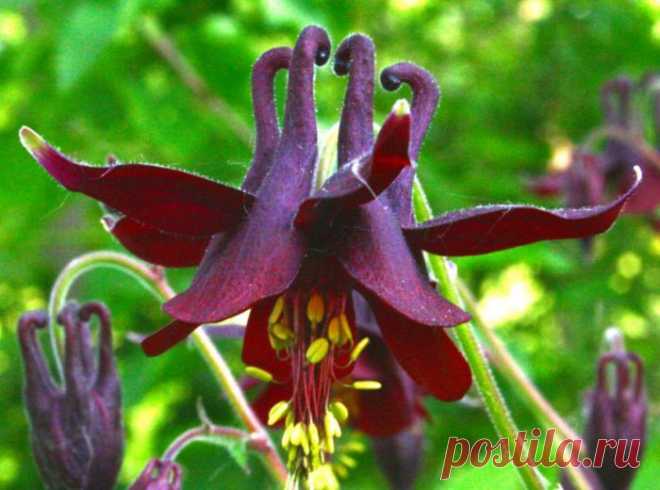 Цветок аквилегия (Водосбор): посадка и уход в открытом грунте, виды и сорта с фото