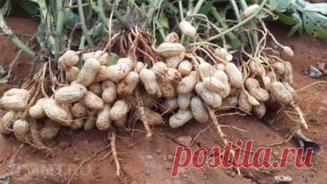 Способы посадки арахиса. Как легко вырастить арахис у себя на даче?