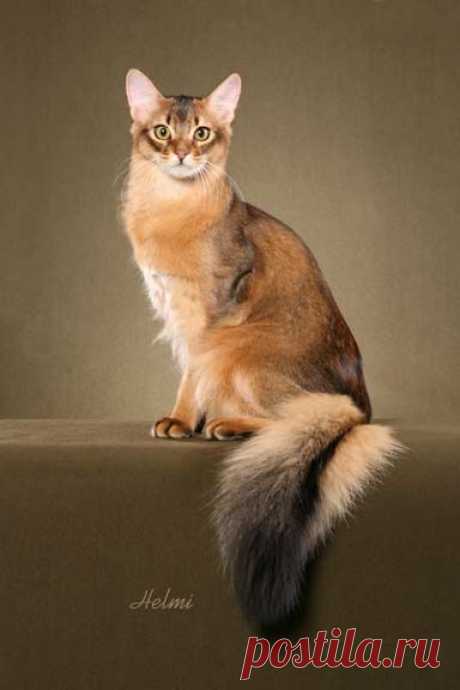 The Somali is a cat breed created from long-haired Abyssinian cats. The breed appeared in the 1950s from Abyssinian breeding programs when a number of Abyssinian kittens were born with bottle-brush tails and long fluffy coats. Abyssinians and Somalis share similar personalities — intelligent, playful, curious — however Somalis are more relaxed and easygoing than the more active Abyssinians  |  Найдено на сайте pictures-of-cats.org.