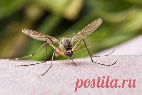 Зуд от укусов комаров | Хитрости жизни