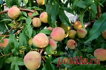 Персиковое дерево: Болезни и их лечение &amp;#8211; Agro-Info