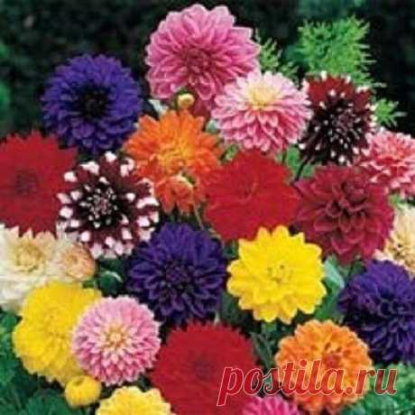 20+ Dinner Plate Dahlia Mix / Bi-Color and Solid / Early-Blooming Annual Flower Seeds 20+ SEEDS...... THIS DINNER PLATE BUSHY DAHLIA COMES IN A VARIETY OF SHADES....RED, YELLOW, ORANGE, PURPLE AND WHITE.....ALL EXTREMELY EARLY, UNIFORM IN HEIGHT AND HABIT. UNIQUE, BI-COLOR AND SOLID MIXTURE. SOME OF THE BLOOMS GROW AS BIG AS 6-8 INCHES ACROSS. CAN BE VERY EASILY GROWN AS HALF-HARDY ANNUALS AND FLOWER THE FIRST YEAR WHEN GROWN FROM FLOWER SEED. CAN BE STARTED INDOORS IN WIN...