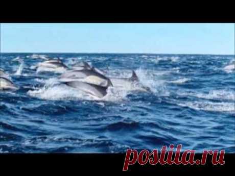 Океан дельфины -релакс - YouTube