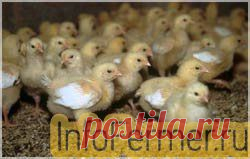 Выращивание цыплят бройлеров. Откорм | infofermer.ru