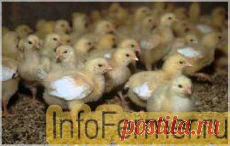 Выращивание цыплят бройлеров. Откорм | infofermer.ru