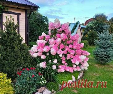 Гортензия метельчатая Ванилла Фрайз