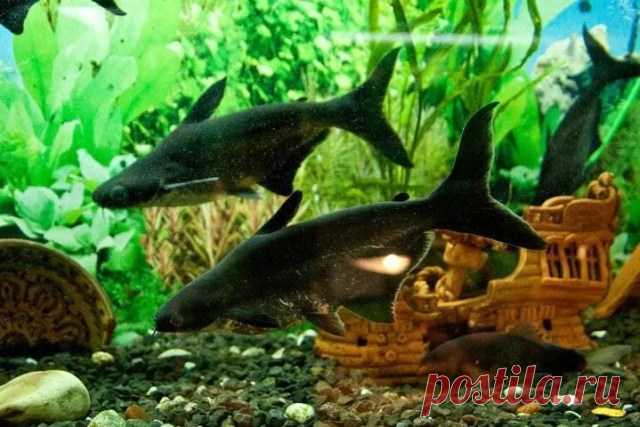 Акула в аквариуме Питомцы Рыбки - Журнал полезных советов