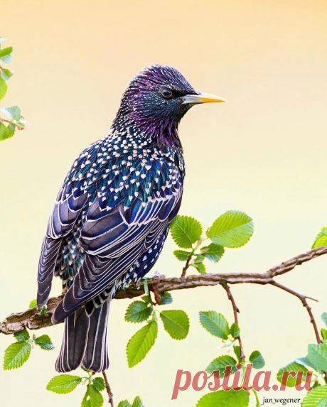 Featuring Standout Bird Pics в Instagram: «#starling by @jan_wegener_ . . . . . #your_best_birds #nuts_about_birds #bestbirdshots #bb_of_ig #kings_birds #bird_brilliance…» 7,070 отметок «Нравится», 46 комментариев — Featuring Standout Bird Pics (@birdfreaks) в Instagram: «#starling by @jan_wegener_ . . . . . #your_best_birds #nuts_about_birds #bestbirdshots #bb_of_ig…»