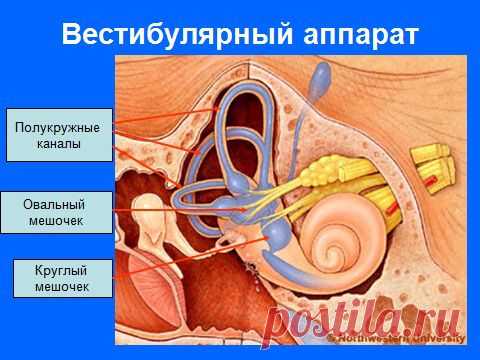 Как устроен вестибулярный аппарат и как его тренировать.