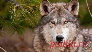 Картинки волка в природе ( 102 картинки )