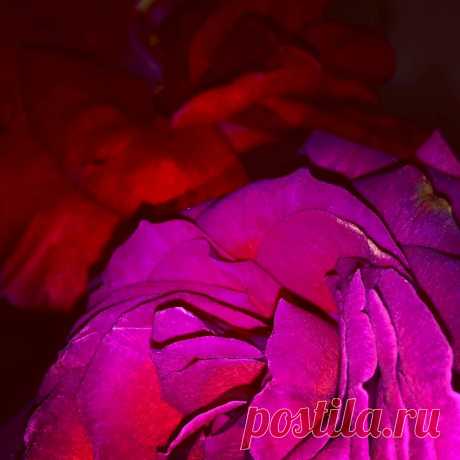 Lidia De Pinto в Instagram: «#roses🌹 #petals #flowers #purple #red #beauty #elegance #nature #flowerlover #flowerstagram #flowerpower #inspiration #rosegarden…» 27 отметок «Нравится», 0 комментариев — Lidia De Pinto (@lidiadepinto) в Instagram: «#roses🌹 #petals #flowers #purple #red #beauty #elegance #nature #flowerlover #flowerstagram…»