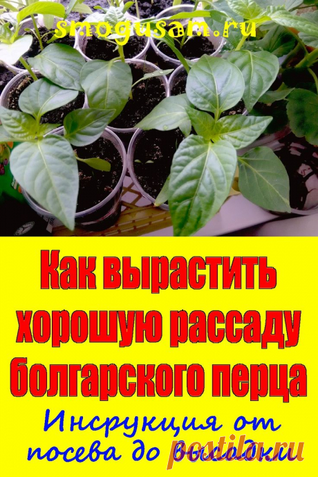 📌Как вырастить урожайную рассаду болгарского перца: инструкция🌱 в 2024 г | Советы по органическому садоводству, Овощные грядки, Огородничество