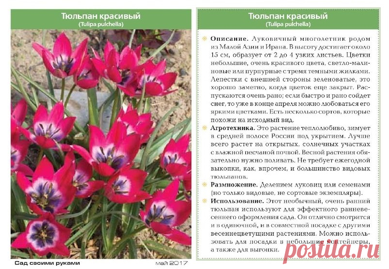 Тюльпан красивый