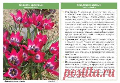 Тюльпан красивый