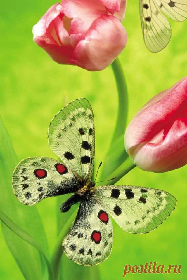 Бабочка Парнассиус, Аполлон (Parnassius apollo) обитает в Северном полушарии, а также в альпийских областях и предгорьях Гималаев | mariposas