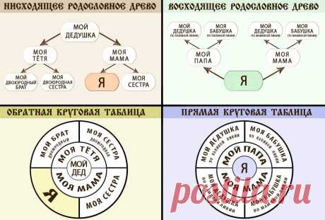 Схема древа рода