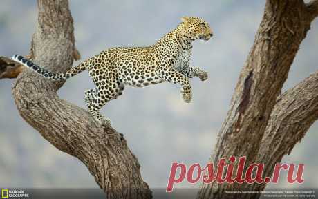 African_Leopard-National_Geographic_Wallpaper_1920x1200.jpg (1920×1200)