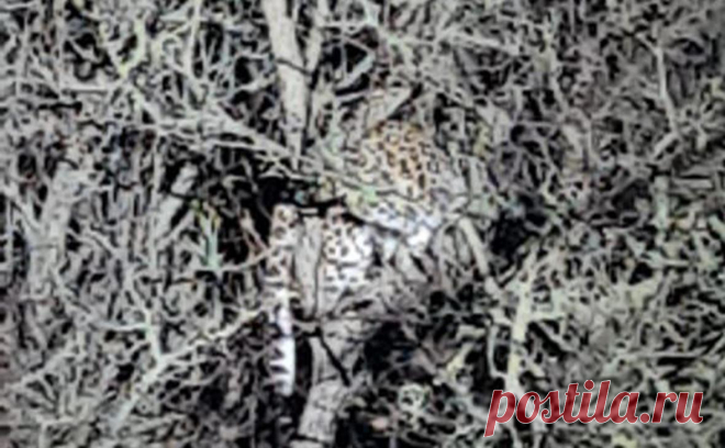 В Ставропольском крае застрелили напавшего на хозяина леопарда. В Ставропольском крае леопард напал на своего хозяина и сбежал из вольера, сообщили РБК в пресс-службе главка МВД России по региону.