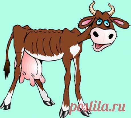 Худая корова не значит газель или в чем суть похудения