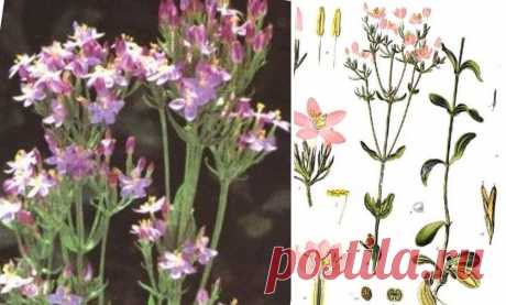 Золототысячник обыкновенный (лат. Centaurium erythraea) | Рецепты народной медицины