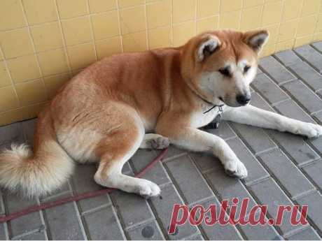 Акита-ину: преданный пес, который ждет своих хозяев | Мур ТВ