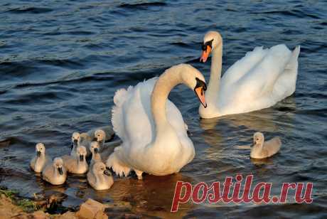 mute swans and family Explore naylor john's photos on Flickr. naylor john has uploaded 838 photos to Flickr.