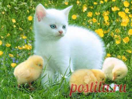 Cute&Cool Pets 4U: Very Cute Kittens Pictures